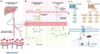 Molecular mechanisms and therapeutic possibilities of short-chain fatty acids in posttraumatic stress disorder patients: a mini-review